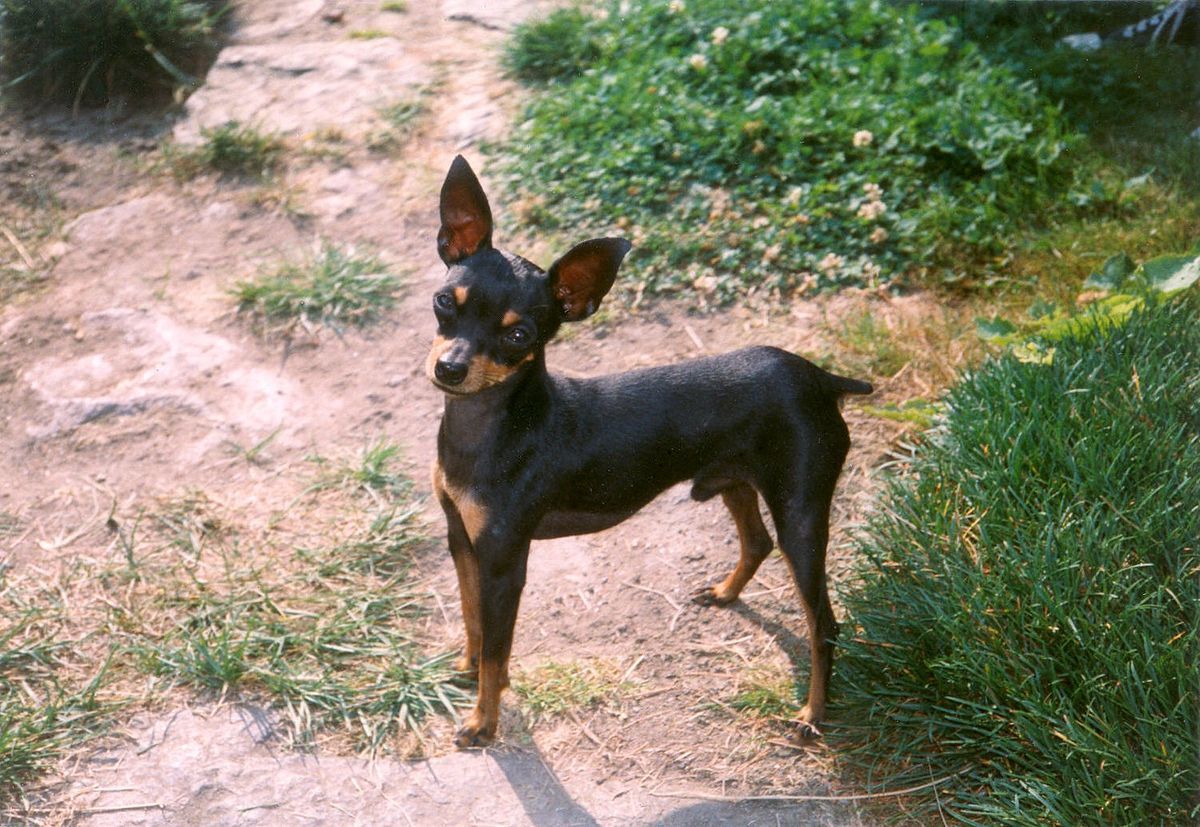 超小型犬 プラシュスキー クリザジーク 目指せ世界一